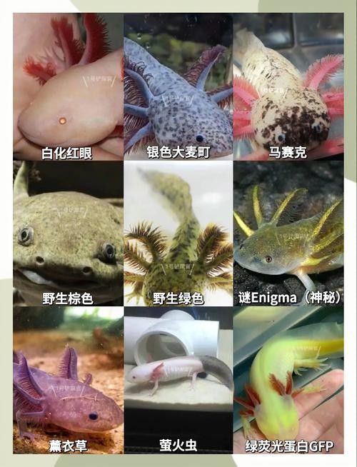 哪種恐龍魚最好看：六角恐龍魚的介紹 哪種恐龍魚最好看：六角恐龍魚的介紹 龍魚百科 第4張