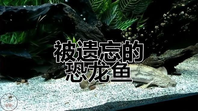 哪種恐龍魚最好看：六角恐龍魚的介紹 哪種恐龍魚最好看：六角恐龍魚的介紹 龍魚百科 第7張
