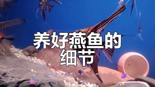 龍魚和燕魚混養需要多大的魚缸：龍魚與燕魚混養時魚缸尺寸需綜合考慮兩種魚的活動空間和混養需求