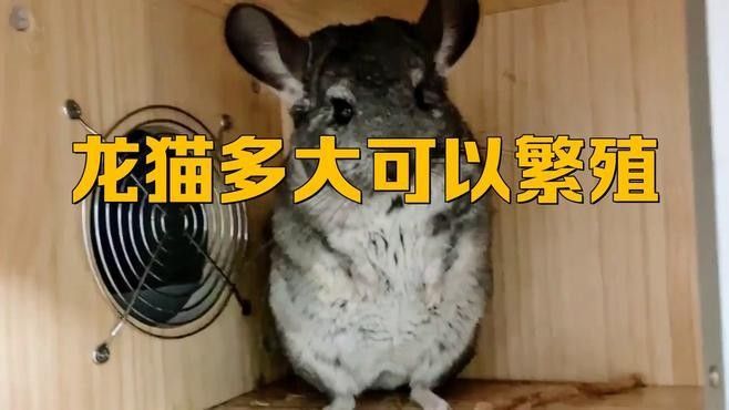 龍貓的繁殖期是什么時候？：龍貓什么時候可以繁殖