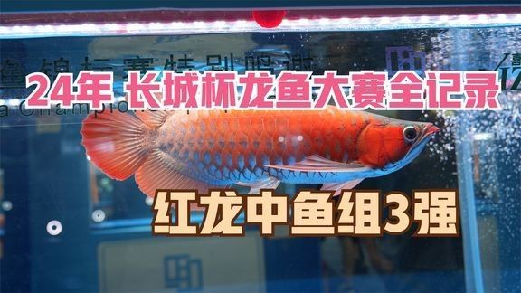 美鱗龍魚水族店有龍魚交流群信息嗎：美鱗龍魚水族診所交流群信息