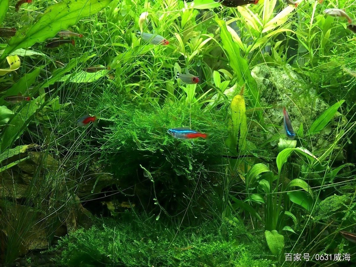 如何設置魚缸中的躲避區域：自制魚缸躲避屋