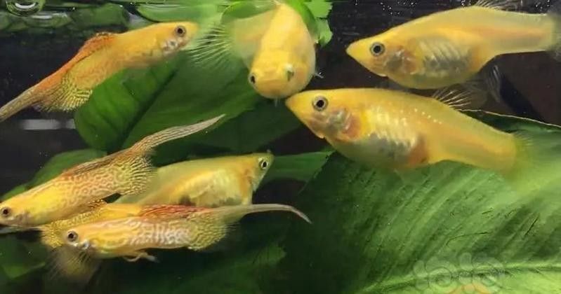 如何設置魚缸中的躲避區域：自制魚缸躲避屋