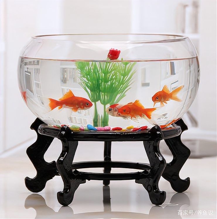 如何設置魚缸中的躲避區域：自制魚缸躲避屋