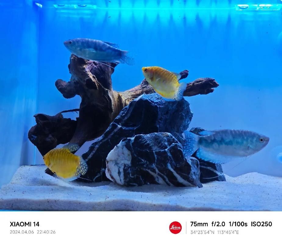 曼龍魚缸最佳造景尺寸：曼龍魚缸最佳造景尺寸需綜合考慮魚體大小、活動(dòng)空間及造景需求