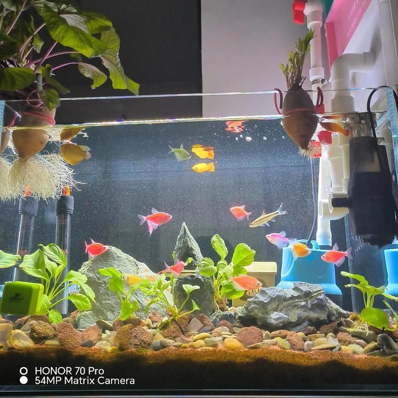 曼龍魚缸最佳造景尺寸：曼龍魚缸最佳造景尺寸需綜合考慮魚體大小、活動(dòng)空間及造景需求