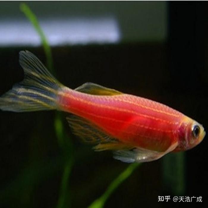 如何早期發(fā)現(xiàn)恐龍魚的腹水癥狀：六角恐龍肚子變黑的原因 如何早期發(fā)現(xiàn)恐龍魚的腹水癥狀：六角恐龍肚子變黑的原因 龍魚百科 第9張