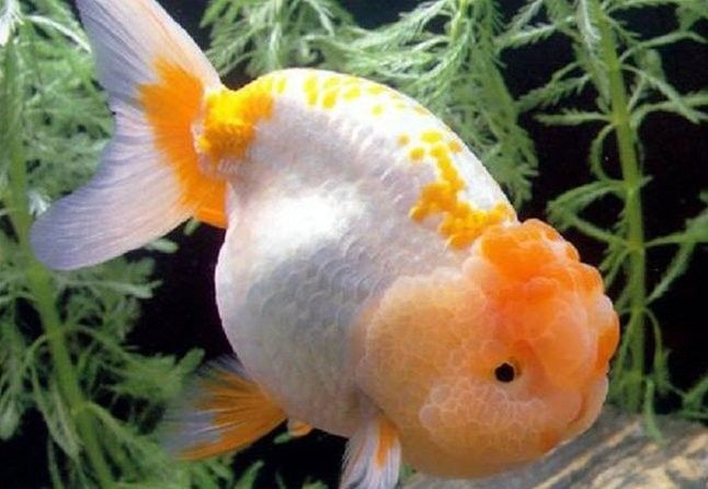 如何早期發(fā)現(xiàn)恐龍魚的腹水癥狀：六角恐龍肚子變黑的原因 如何早期發(fā)現(xiàn)恐龍魚的腹水癥狀：六角恐龍肚子變黑的原因 龍魚百科 第4張