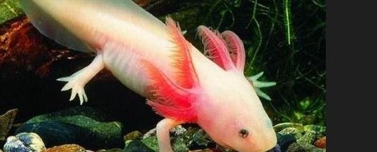 如何早期發(fā)現(xiàn)恐龍魚的腹水癥狀：六角恐龍肚子變黑的原因 如何早期發(fā)現(xiàn)恐龍魚的腹水癥狀：六角恐龍肚子變黑的原因 龍魚百科 第3張