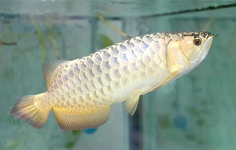 介紹一下金龍魚過背的價格：西昆侖bruce過背金龍魚價格多少錢一條汽車之家聽