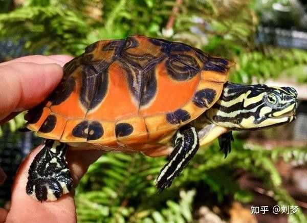 紅帝王雷龍魚發色需要多長時間？：紅帝王雷龍魚發色技巧