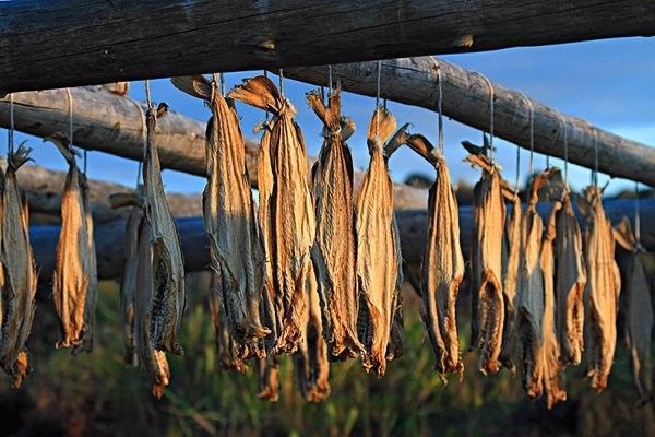 龍魚身上白點多久會消失：魚身上長白點怎么辦 龍魚身上白點多久會消失：魚身上長白點怎么辦 龍魚百科 第5張
