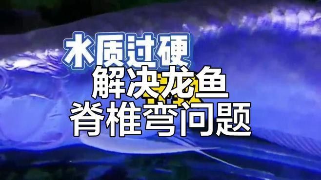 龍魚身體彎曲能完全恢復嗎？：龍魚身體彎曲能否完全恢復