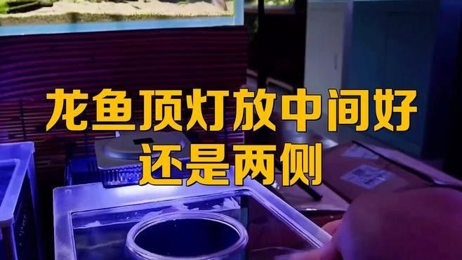 曼龍魚造景時需要注意什么：曼龍魚造景有什么講究
