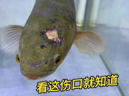 如何判斷雷龍魚是否凍傷：雷龍魚凍傷判斷需結(jié)合水溫驟變后的行為與體征變化