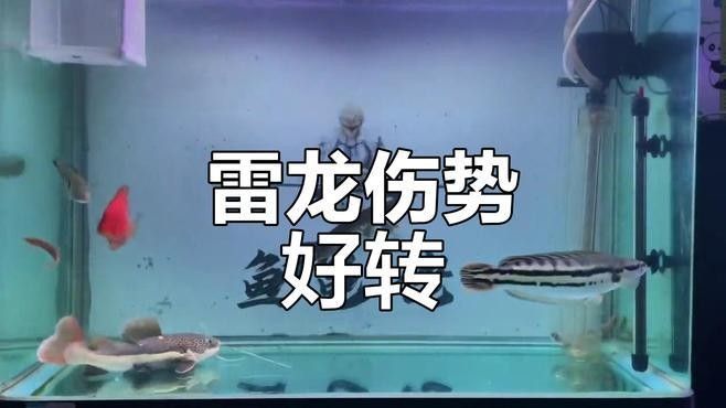 如何判斷雷龍魚是否凍傷：雷龍魚凍傷判斷需結(jié)合水溫驟變后的行為與體征變化