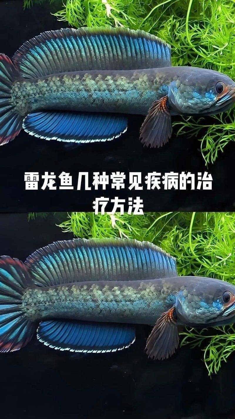 如何判斷雷龍魚是否凍傷：雷龍魚凍傷判斷需結(jié)合水溫驟變后的行為與體征變化