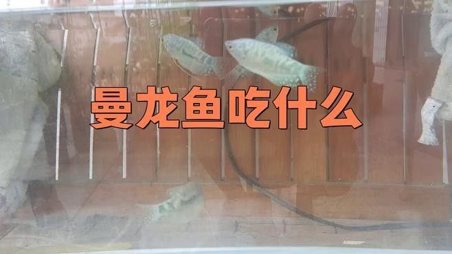 曼龍魚多久喂一次合適？：曼龍魚怎么養5個步驟讓你成為養魚專家 曼龍魚多久喂一次合適？：曼龍魚怎么養5個步驟讓你成為養魚專家 龍魚百科 第1張