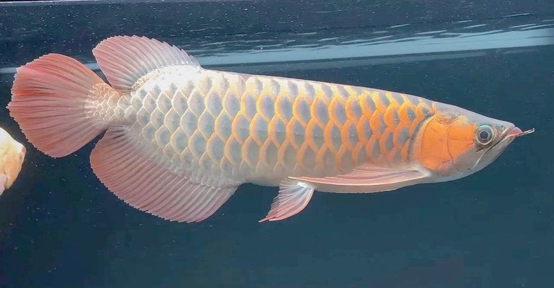如何判斷紅龍魚的性格？：紅龍魚性格與混養(yǎng)技巧全解析