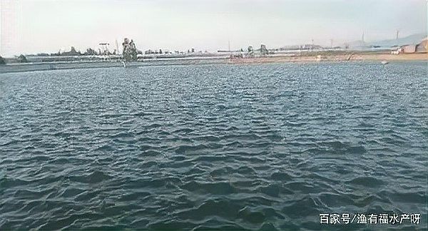 龍魚患水霉病的原因是什么：龍魚得了水霉病怎么辦