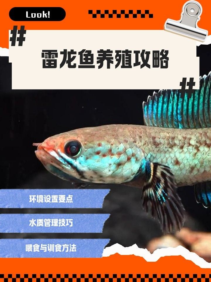 如何給雷龍魚提供適當的光照？：雷龍魚養護指南