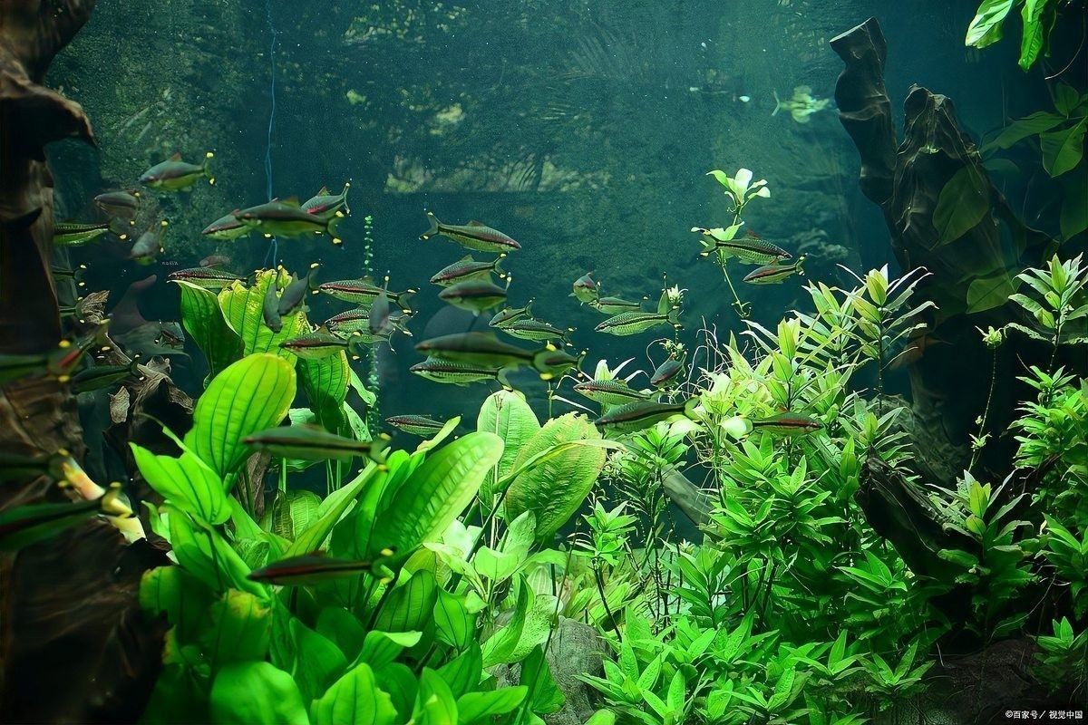 如何給雷龍魚提供適當的光照？：雷龍魚養護指南