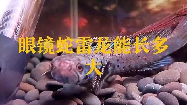 雷龍魚需要多大的活動空間？：雷龍魚的活動空間需求因品種和體型差異較大