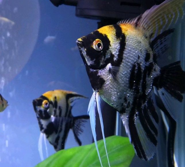 龍魚尾鰭充血期間需要換水嗎：綠視小空間，觀賞魚尾巴充血怎么回事