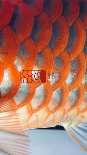 龍魚燈具的價格范圍:龍魚專用燈的價格范圍