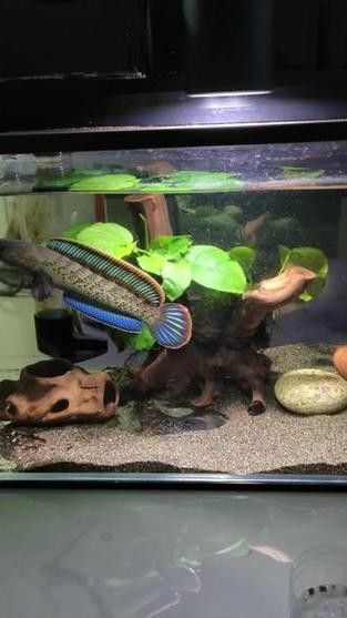 推薦幾款適合鬼王雷龍的魚缸蓋：雷龍魚缸蓋選擇指南，避免跳缸悲劇!