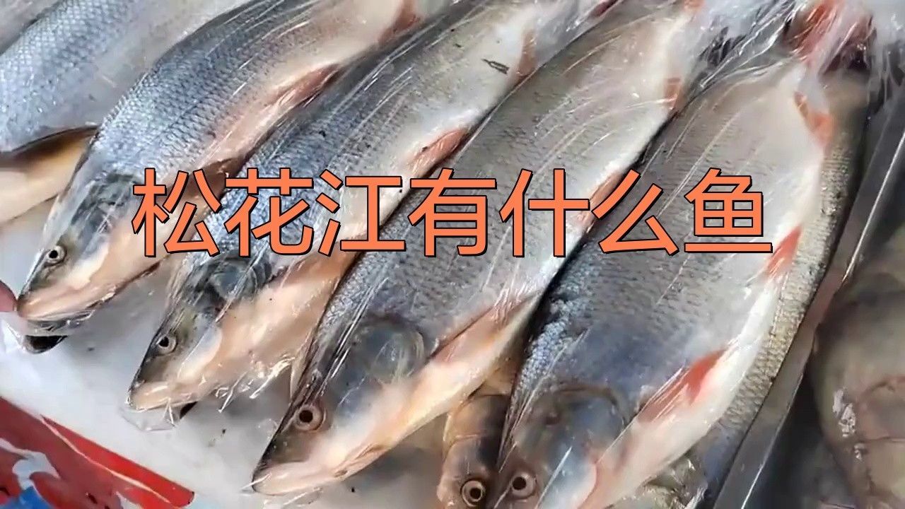 哈爾濱雷龍魚群是否受到保護：哈爾濱雷龍魚群保護指南