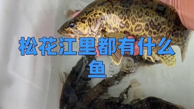哈爾濱雷龍魚群是否受到保護：哈爾濱雷龍魚群保護指南