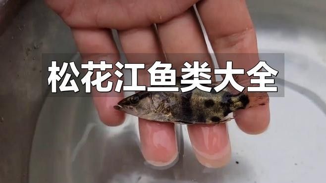 哈爾濱雷龍魚群是否受到保護：哈爾濱雷龍魚群保護指南