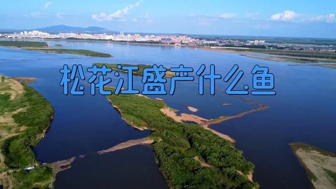 哈爾濱雷龍魚群是否受到保護：哈爾濱雷龍魚群保護指南
