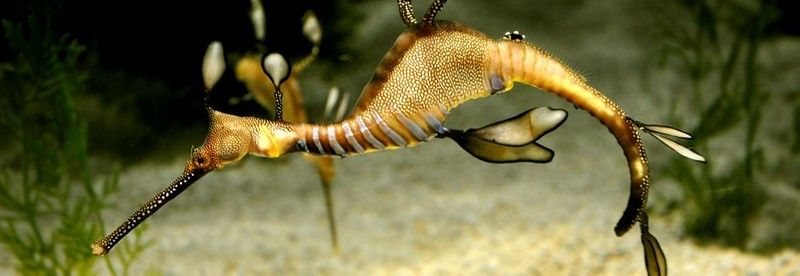 如何預約參觀龍魚世家水族館：“龍魚世家水族館”預約流程及同類場館的運營規(guī)則