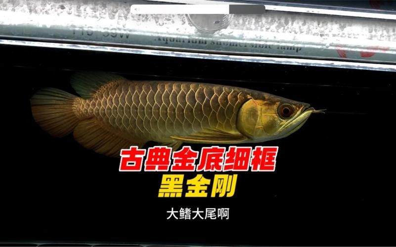 如何辨別黑金剛過背金龍的品質：帝龍阿輝