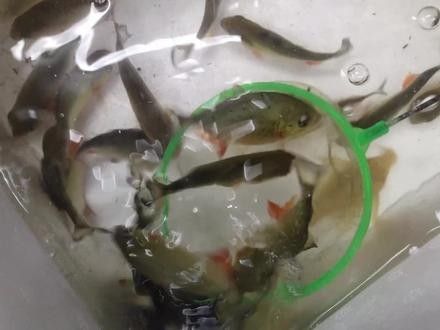 金龍魚和食人魚的價(jià)格差異大嗎：金龍魚和食人魚價(jià)格大揭秘