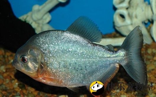 金龍魚和食人魚的價(jià)格差異大嗎：金龍魚和食人魚價(jià)格大揭秘
