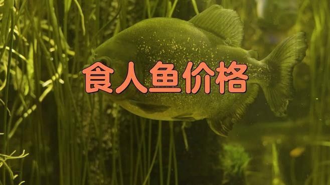 金龍魚和食人魚的價(jià)格差異大嗎：金龍魚和食人魚價(jià)格大揭秘
