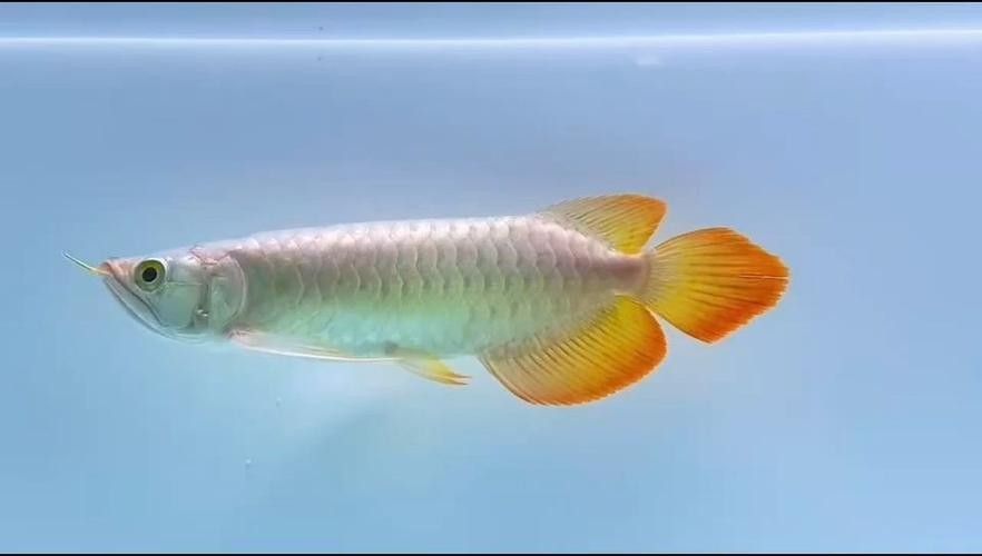 <strong><mark>五常</mark></strong>哪個(gè)水族館龍魚(yú)好？祥龍魚(yú)場(chǎng)龍魚(yú)：廣州龍魚(yú)祥龍魚(yú)場(chǎng)聊城水族館|祥龍魚(yú)場(chǎng)聊城分店