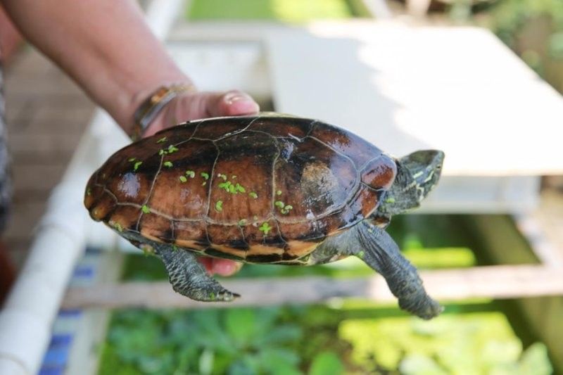 草龜和龍魚混養需要多大的魚缸？：中華草龜的四大玩點
