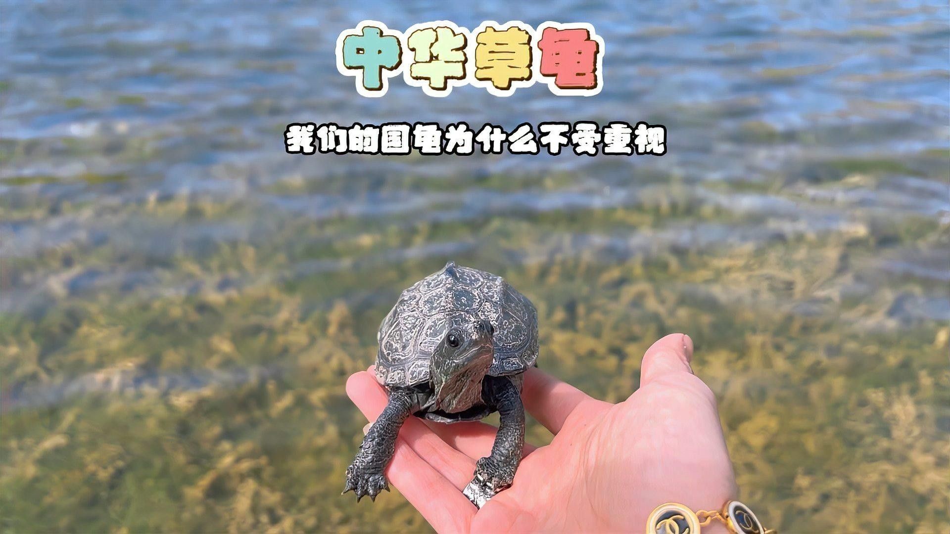 草龜和龍魚混養需要多大的魚缸？：中華草龜的四大玩點