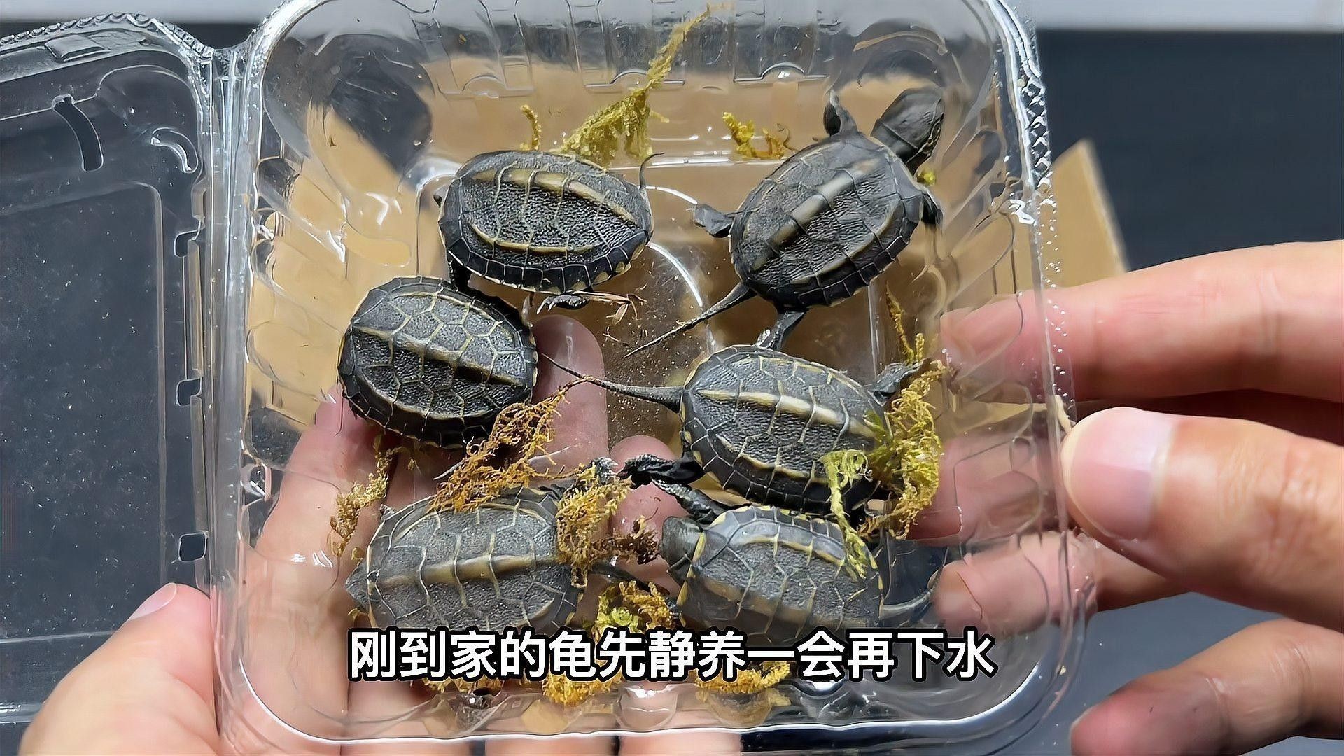草龜和龍魚混養需要多大的魚缸？：中華草龜的四大玩點