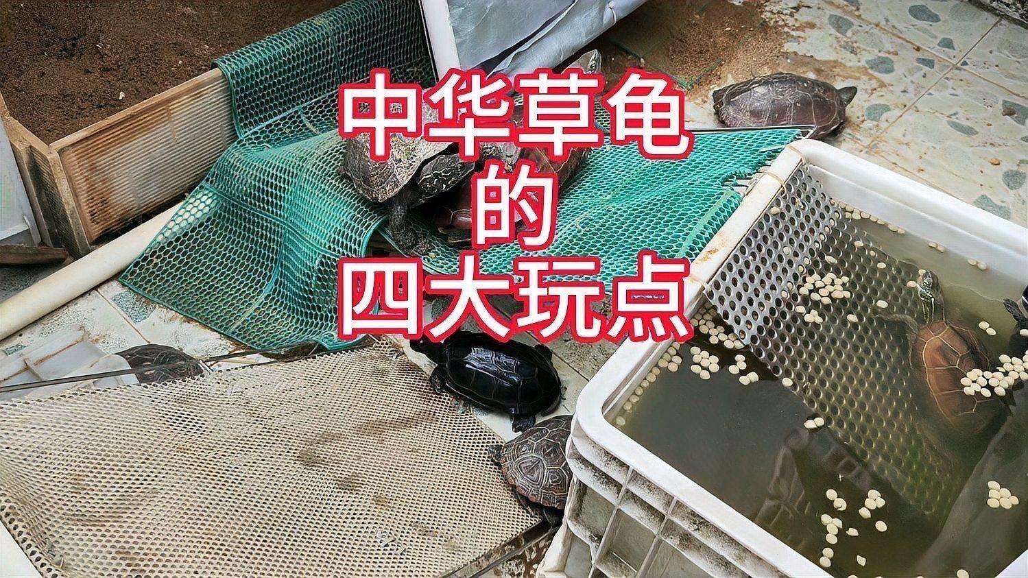 草龜和龍魚混養需要多大的魚缸？：中華草龜的四大玩點