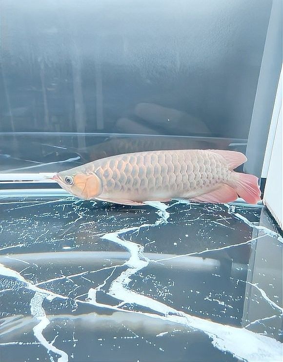 龍魚趴缸治療期間需要停食嗎：龍魚不吃食怎么辦，掌握這五大常見原因與解決方案 龍魚趴缸治療期間需要停食嗎：龍魚不吃食怎么辦，掌握這五大常見原因與解決方案 龍魚百科 第2張