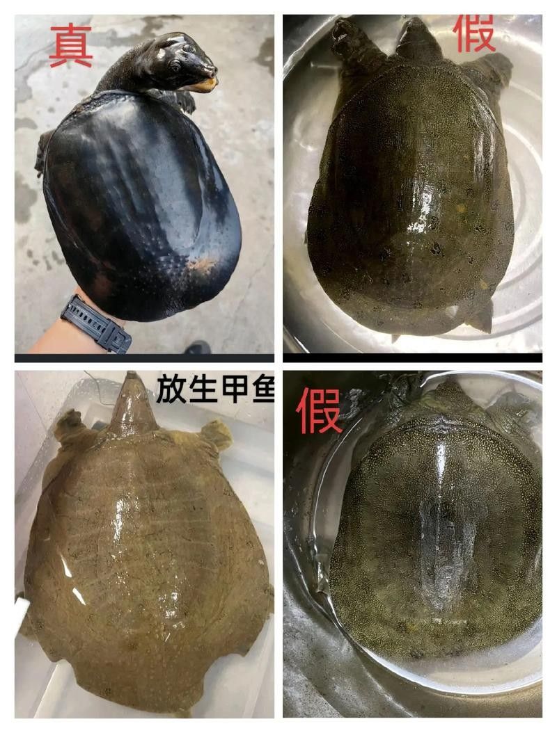 如何確認北海龍魚的具體品種？：北海龍魚品種分類及分布地廣州勝哥如何挑選龍魚