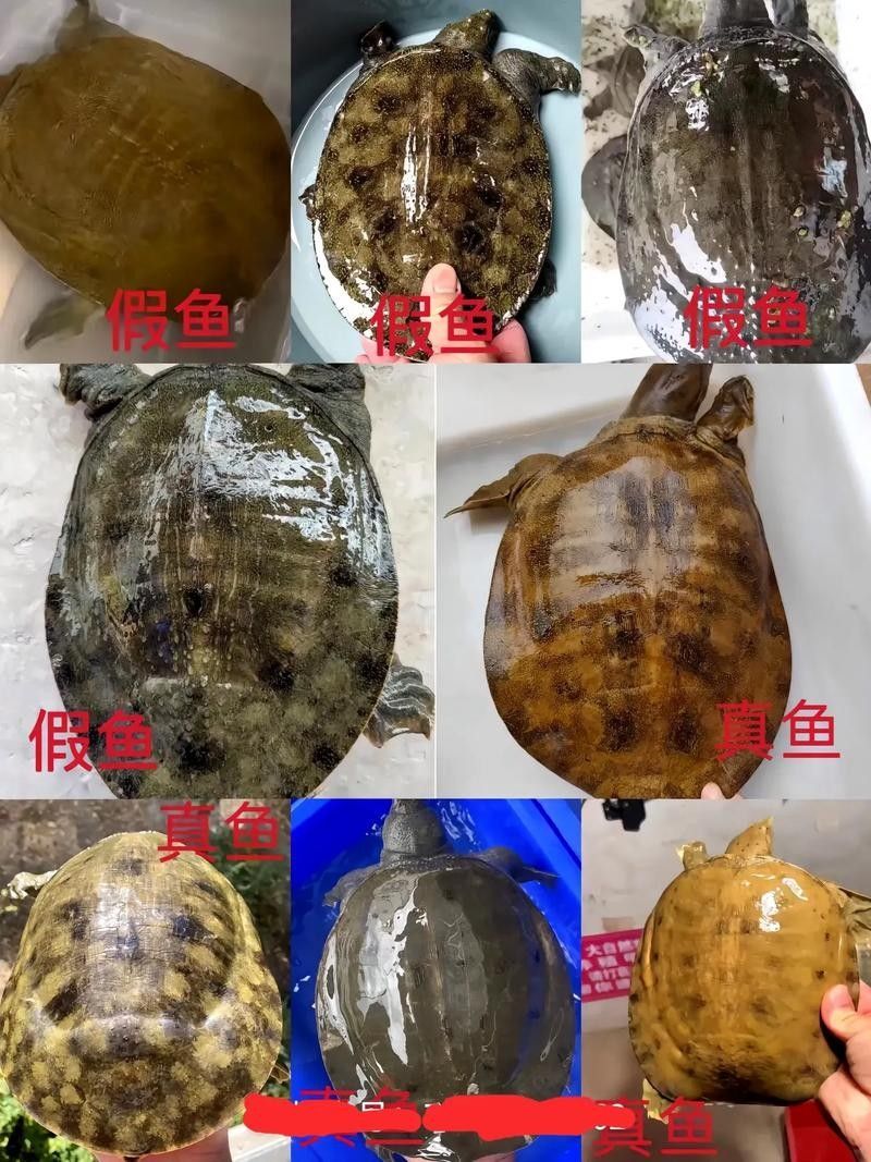 如何確認北海龍魚的具體品種？：北海龍魚品種分類及分布地廣州勝哥如何挑選龍魚