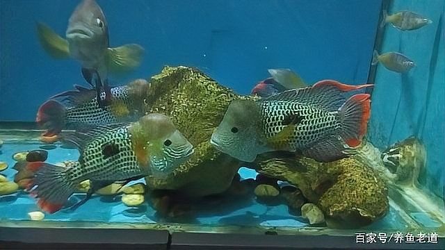 如何觀察龍魚和清道夫的互動情況：觀察龍魚與清道夫的互動 如何觀察龍魚和清道夫的互動情況：觀察龍魚與清道夫的互動 龍魚百科 第4張