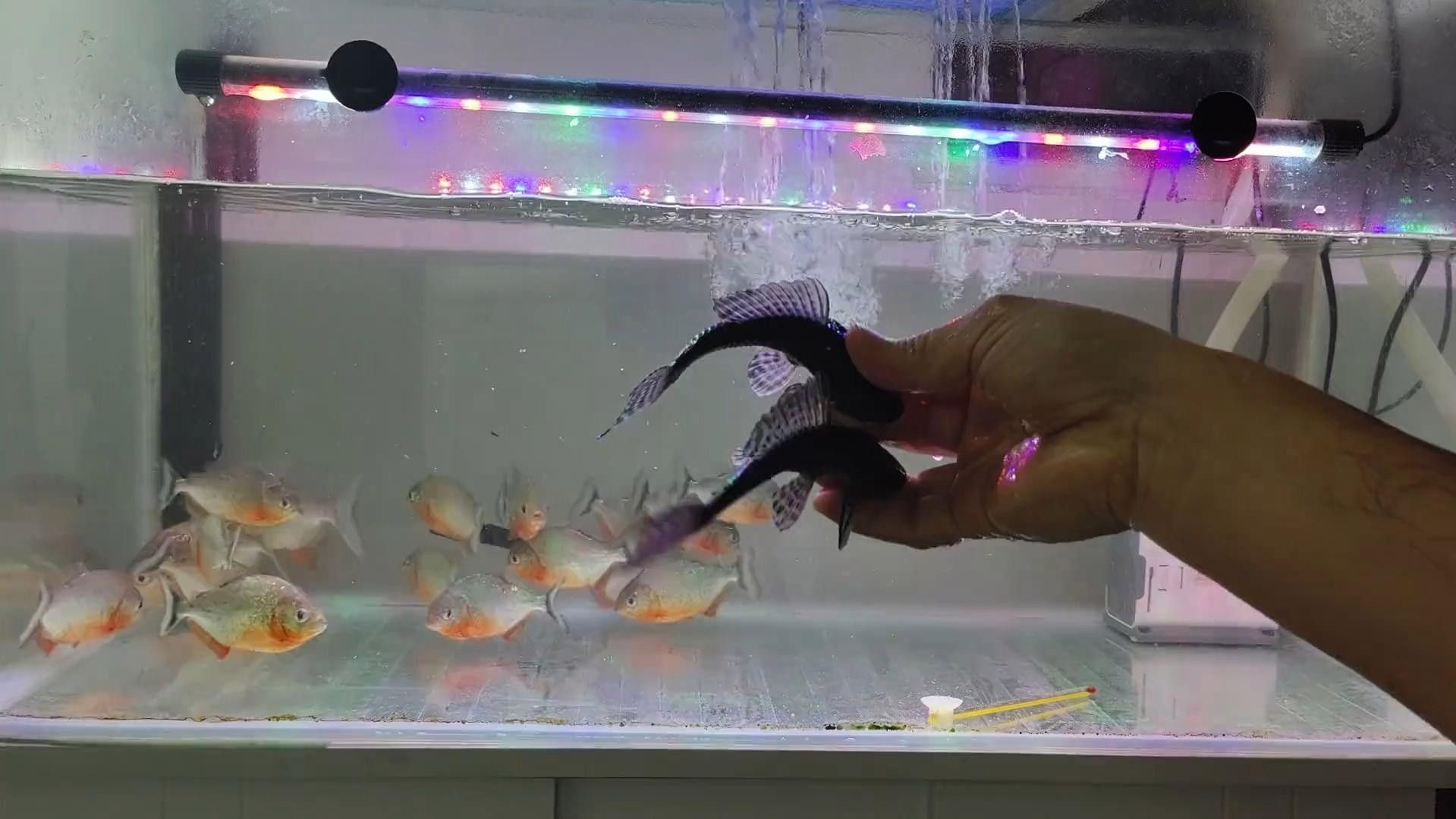 如何觀察龍魚和清道夫的互動情況：觀察龍魚與清道夫的互動 如何觀察龍魚和清道夫的互動情況：觀察龍魚與清道夫的互動 龍魚百科 第1張
