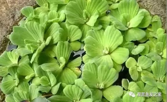 哪種植物最適合龍魚缸造景：十大最旺魚缸的綠植綠意空間